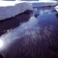 Grass under ice