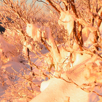 Snow covered woodlands