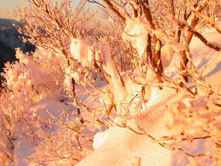 Snow covered woodlands - snow covered, winter, trees, woods