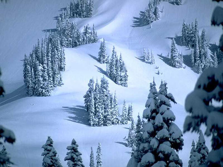 Snowy Slope - winter, mountain slope, snow covered trees