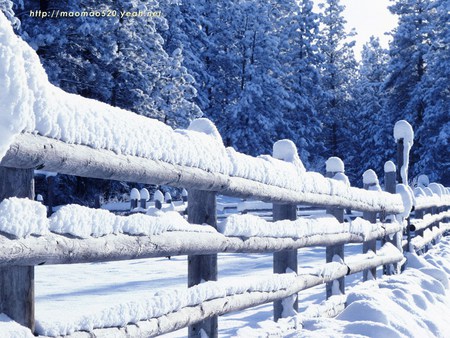 Snowy Stockade - snow, winter, forest, fencing