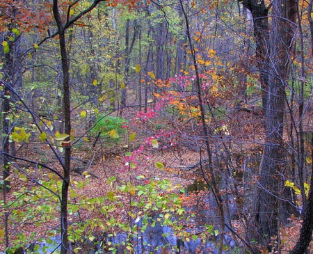 Forest colors - nature, forests