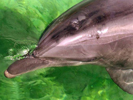 Dolphin closeup - closeup, dolphin, green water