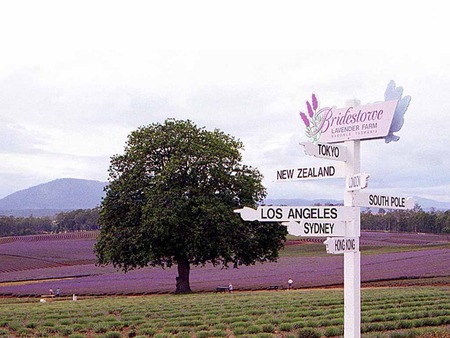 Interesting Signpost - tasmania, fields, signpost, mountain, tree, lavender farms, australia