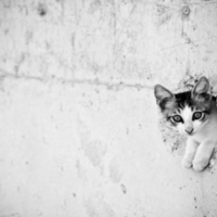 marmaris cat    turkey