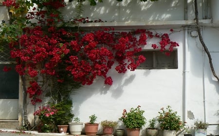 crete - flowers, house, crete, island