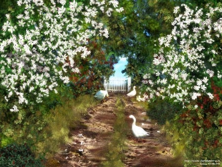 Wild Goose Chase - art, walkway, flowers, garden, white geese