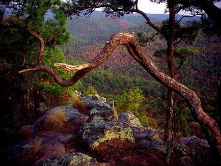 BEAUTIFUL JUNGLE - shapes, branches, trees, jungle, beautiful, rock, flowers, stones