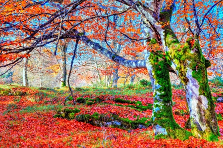 AUTUMN NATURE - forest, seasons, landscape, leaves, branches, falls, enchanting nature, splendor, nature, colors of nature, autumn, colorful fall