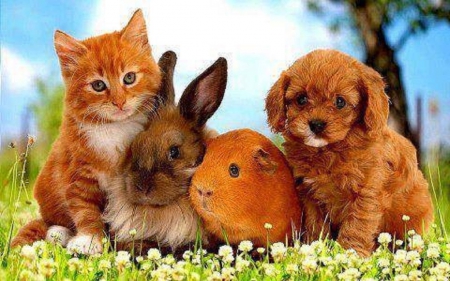 cute company - hamster, puppy, animals, company, bunny, cute, kitten