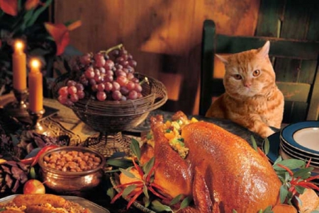 Thanksgiving Cat - Cats & Animals Background Wallpapers on Desktop