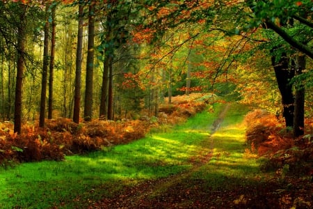 Autumn - trees, forest, leaves, fall, path, nature, autumn, autumn splendor, woods