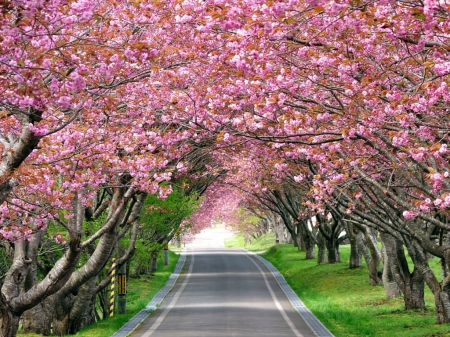 Cherry Blossom - trees, splendid, blossom, cherry, road, landscape