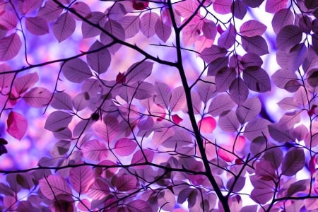 Leaves - autumn, autumn splendor, purple leaves, tree, leaves