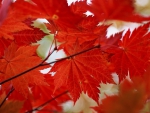 Red Autumn