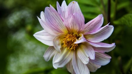 Pink Daisy 1 - flower, beauty, photo, photography, floral, love, romance, daisy