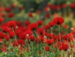 Red Poppies