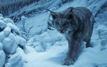 Lynx - animal, winter, blue, wild cat, lynx