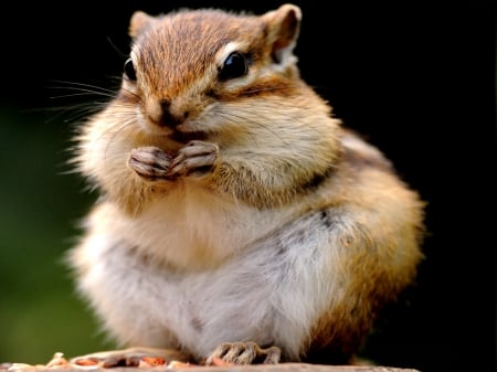 SQUIRREL - animal, cute, photo, squirrel