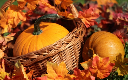 Happy Autumn! - basket, autumn, oarange, red, leaf, pumpkin