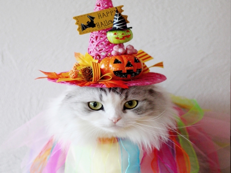 HAVE a PURRFECT HALLOWEEN !