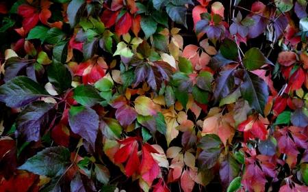 Autumn Leaves - fall, autumn, leaves, colorful, foliage