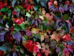 Autumn Leaves