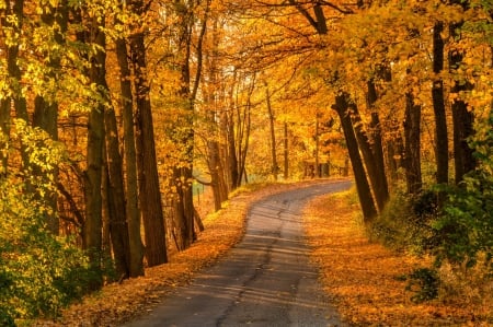 Autumn - forest, fall, autumn splendor, road, leaves, woods, trees, nature, autumn