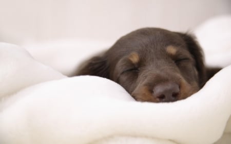 Puppy Love - animals, puppy, eyes, sleep, sleeping, nose, white, brown, blanket, dogs, eyeslids, fur