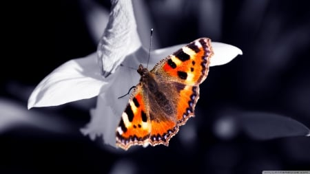 beautiful orange butterfly - insect, plant, orange, butterfly