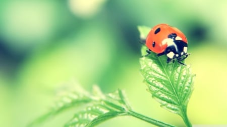 ladybug on a leaf - insect, leaf, green, ladybug