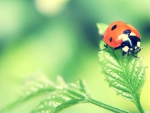 ladybug on a leaf