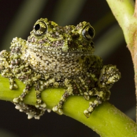 moss frog