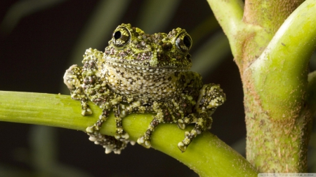 moss frog - plant, green, moss, frog