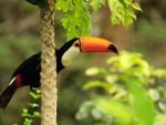 toco toucan