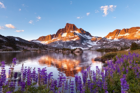 Purple Flower Mountain - water, blue, flower, reflection, mountain, white, nature, purple, lake, sky, wild