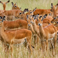 herd of female impala
