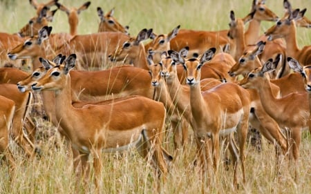 herd of female impala - herd, kenya, impala, female