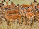 herd of female impala