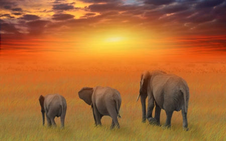 amazing elephant family - sunset, elephant, orange, family