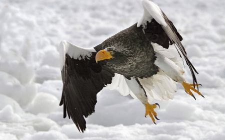 winter flight - eagle, winter, bird, snow