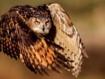 flying owl