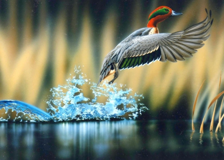 Beautiful Duck Flight - closeup, duck, wings, animal, flight, splash, birds