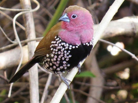 Cute Little Bird - bird, trees, animal, cute, little