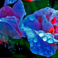 Droplets on Roses