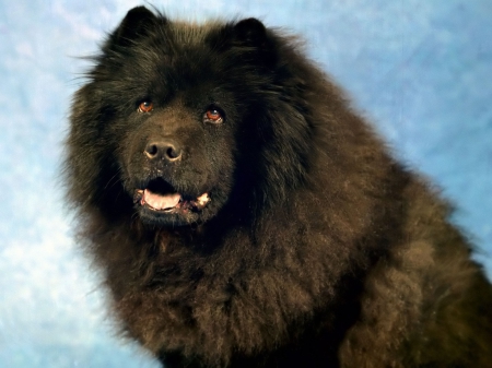 chow chow - fluffy, canine, dog, chow chow