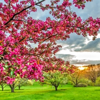 SPRING FLOWERS from the GARDEN in SUNSET