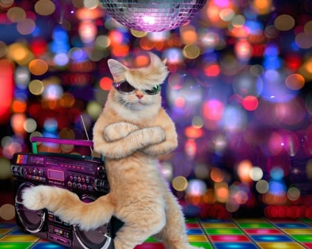 Disco Cat - disco, funny, cat, animals