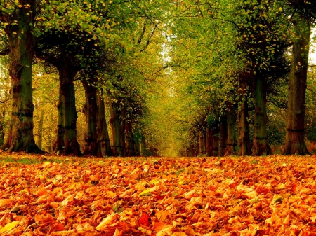 Autumn - Forests & Nature Background Wallpapers on Desktop Nexus (Image ...