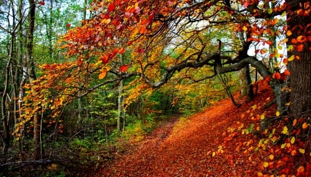 Autumn - nature, autumn, fall, autumn splndor, trees, forest, woods, leaves